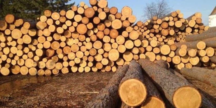 Як купити деревину на електронних торгах