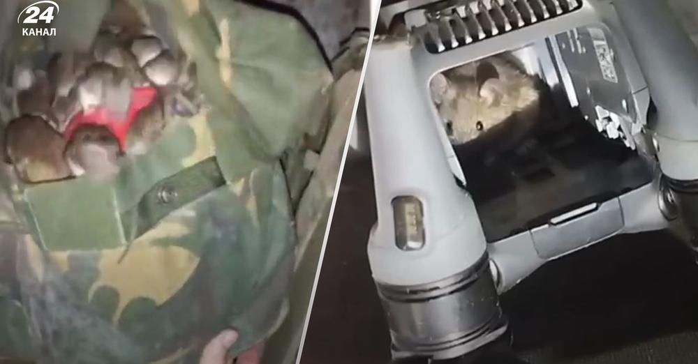 «Вони нас з’їдять скоро»: військові показали катастрофічну ситуацію з гризунами на фронті