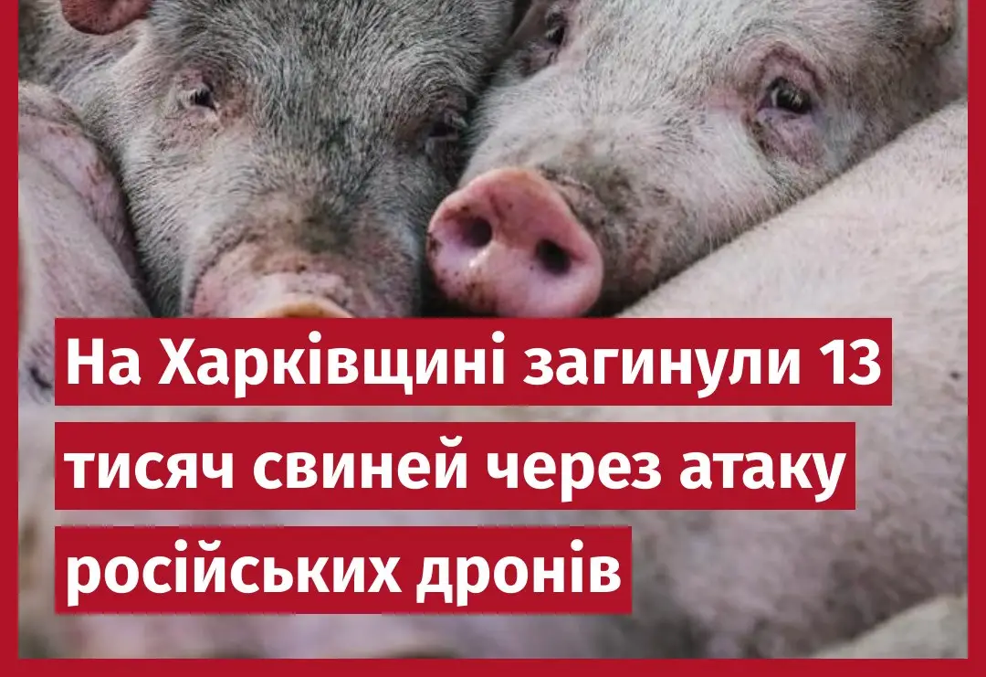 На Харківщині загинули 13 тисяч свиней через атаку російських дронів