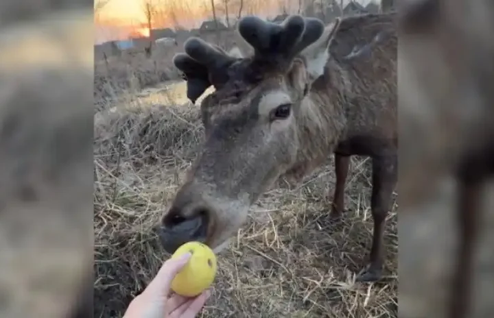 Олень Борис із Зарічного усамітнився, бо його втомила увага людей – майстер лісу