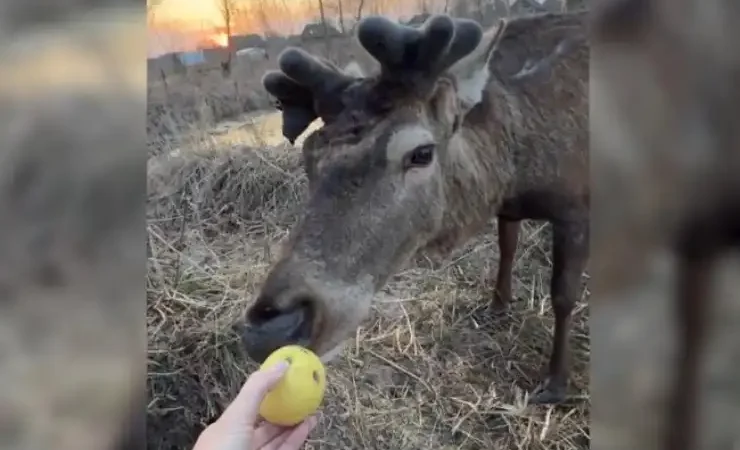 Олень Борис із Зарічного усамітнився, бо його втомила увага людей – майстер лісу