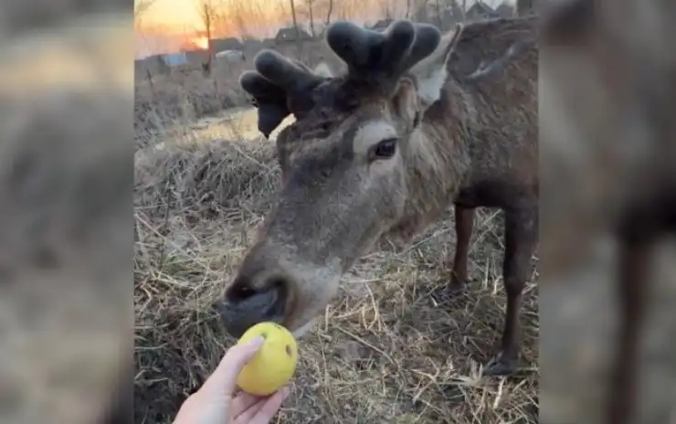 Олень Борис із Зарічного усамітнився, бо його втомила увага людей – майстер лісу