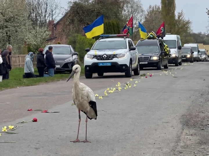 Що саме це значить: загадкова поява лелеки на прощанні з воїном