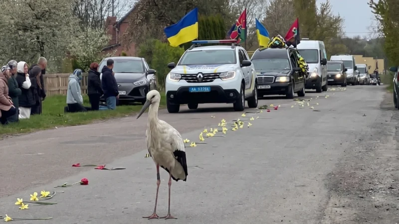Що саме це значить: загадкова поява лелеки на прощанні з воїном