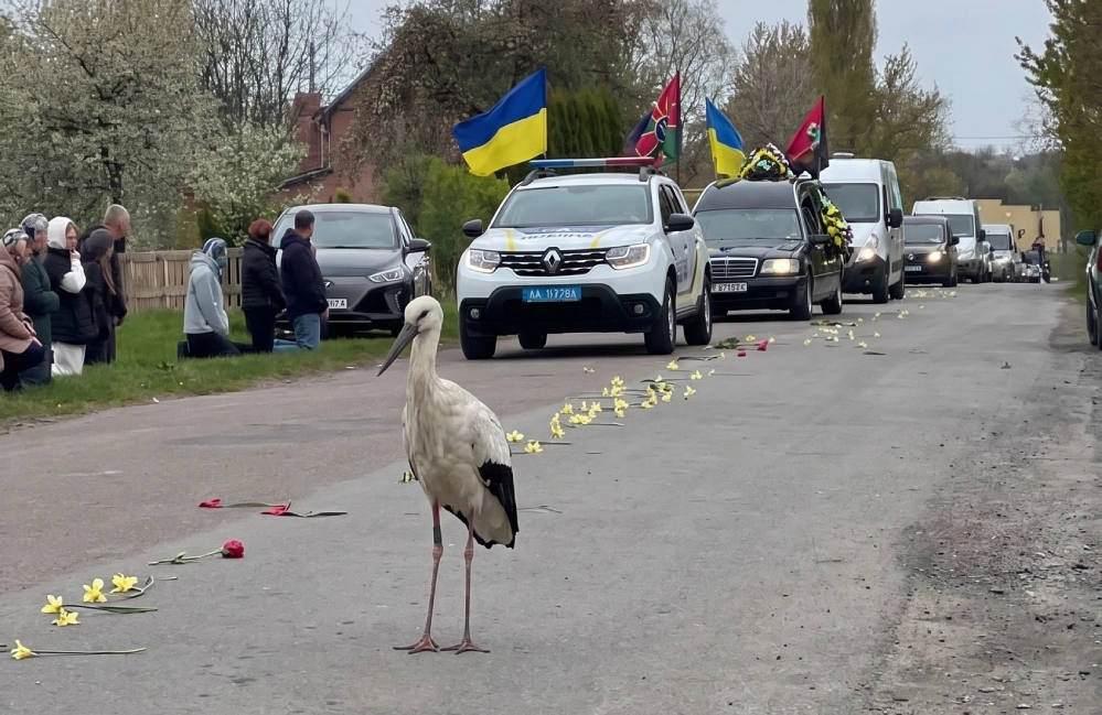 Що саме це значить: загадкова поява лелеки на прощанні з воїном